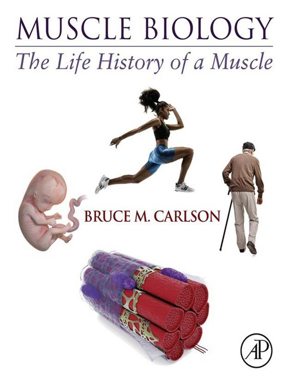 Produktbild: Muscle Biology
