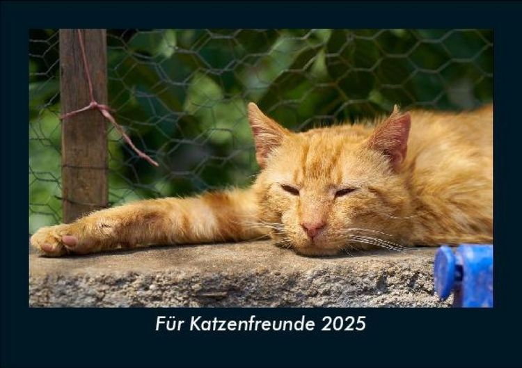 Produktbild: F&uuml;r Katzenfreunde 2025 Fotokalender DIN A5