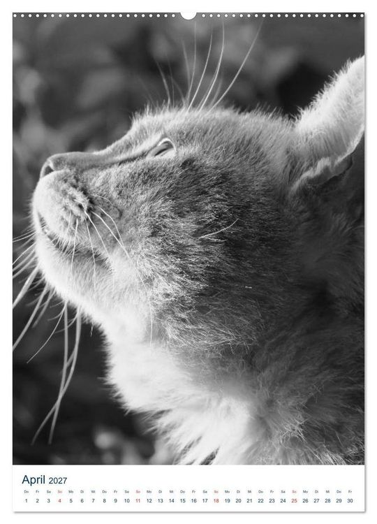 Produktbild: Wilde Katzen - Korsikas Samtpfoten (Wandkalender 2027 DIN A2 hoch), CALVENDO Monatskalender