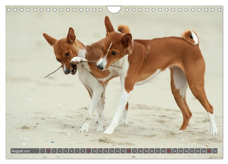 Produktbild: Eine Reise in die Welt der Basenjis (Wandkalender 2026 DIN A4 quer), CALVENDO Monatskalender