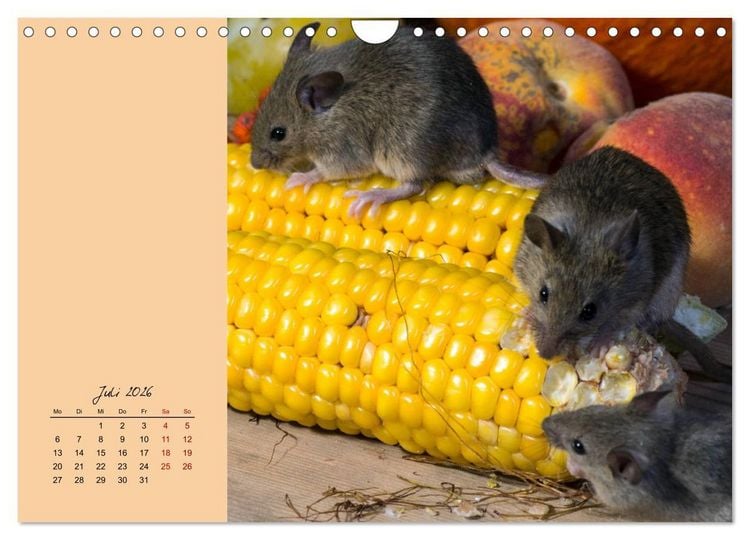 Produktbild: Mausige Zeiten! Putzige Gesellen mit Knopfaugen (Wandkalender 2026 DIN A4 quer), CALVENDO Monatskalender