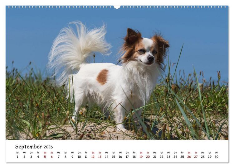 Produktbild: Strandurlaub mit Hund (Wandkalender 2026 DIN A2 quer), CALVENDO Monatskalender