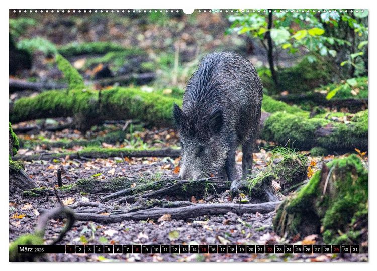 Produktbild: Arnsberger Wald (hochwertiger Premium Wandkalender 2026 DIN A2 quer), Kunstdruck in Hochglanz