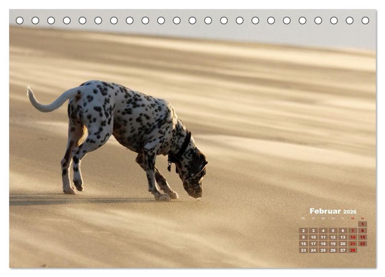 Produktbild: Ein Dalmatiner und ein Beagle - Auf der maritimen Jagd nach dem weltbesten Stock (Tischkalender 2026 DIN A5 quer), CALVENDO Monatskalender