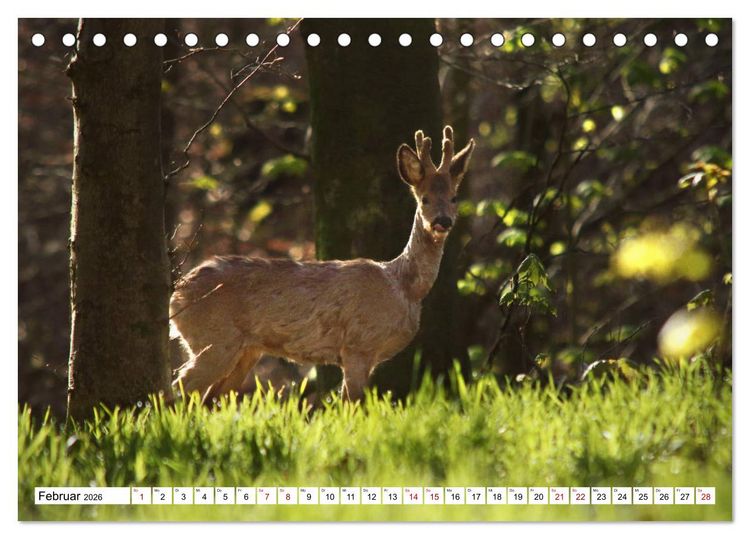 Produktbild: Anmut mit sanften Augen - Rehwild in der freien Natur (Tischkalender 2026 DIN A5 quer), CALVENDO Monatskalender