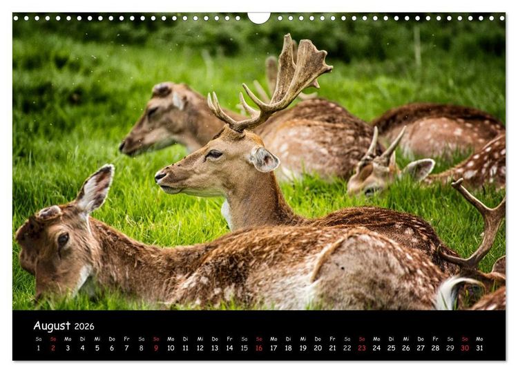 Produktbild: Rehe und Hirsche in freier Natur (Wandkalender 2026 DIN A3 quer), CALVENDO Monatskalender