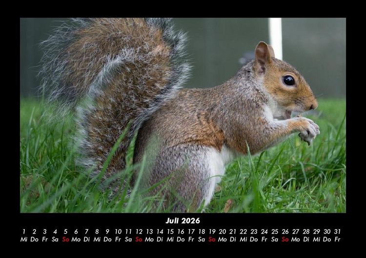 Produktbild: Waldbewohner 2026 Fotokalender DIN A3