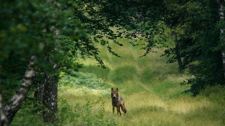 Produktbild: Im Land der W&ouml;lfe