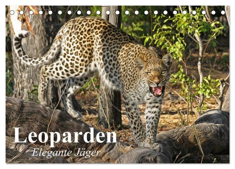 Produktbild: Leoparden. Elegante J&auml;ger (Tischkalender 2026 DIN A5 quer), CALVENDO Monatskalender