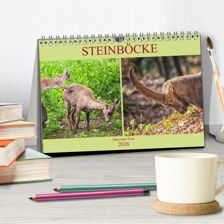 Produktbild: Steinb&ouml;cke - imposante Tiere (Tischkalender 2026 DIN A5 quer), CALVENDO Monatskalender
