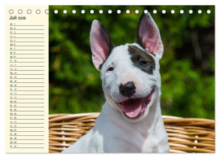 Produktbild: Bullterrier (Tischkalender 2026 DIN A5 quer), CALVENDO Monatskalender