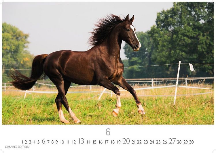 Produktbild: Pferde Kalender 2027 &ndash; Wandkalender | Fotokalender Tierkalender 24x35cm mit 12 wundersch&ouml;nen Fotos dieser edlen Tiere