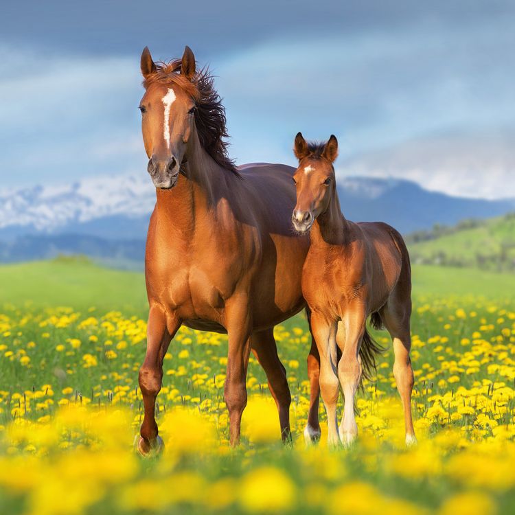 Produktbild: Pferde / Horses 2027