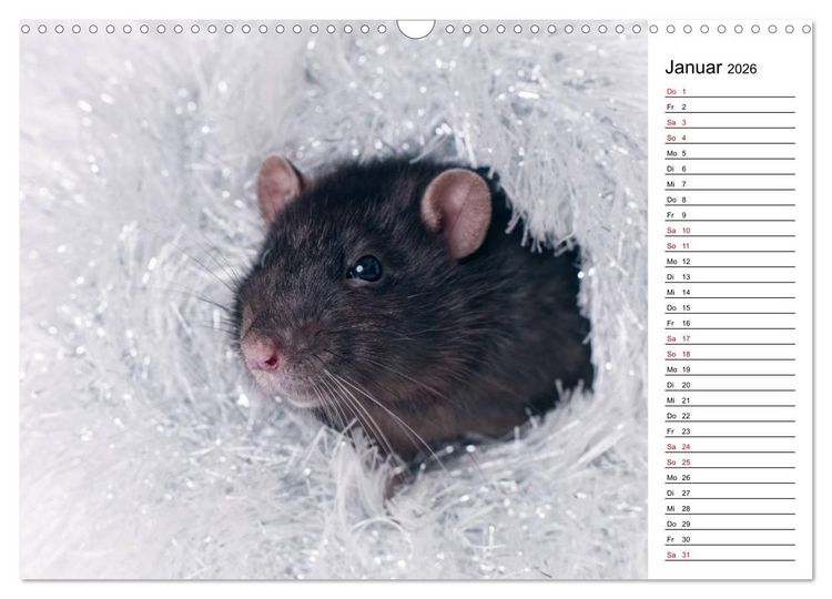 Produktbild: Ratten. Kleine Nager, gro&szlig;es Herz. (Wandkalender 2026 DIN A3 quer), CALVENDO Monatskalender