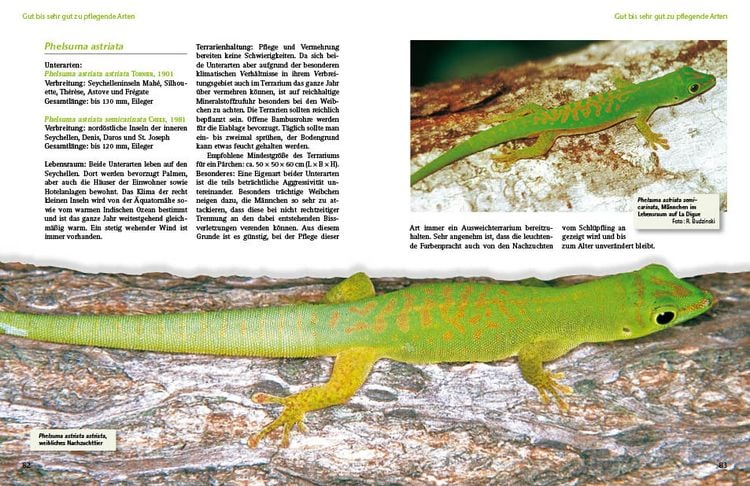 Produktbild: Taggeckos der Gattung Phelsuma