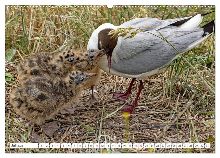 Produktbild: Sturmerprobt - V&ouml;gel an Nordfrieslands K&uuml;ste (hochwertiger Premium Wandkalender 2026 DIN A2 quer), Kunstdruck in Hochglanz