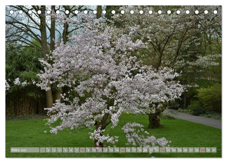 Produktbild: Fern&ouml;stlicher Zauber Japanischer Garten Leverkusen (Tischkalender 2026 DIN A5 quer), CALVENDO Monatskalender