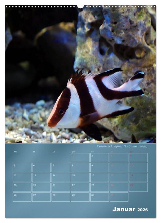 Produktbild: Bunte Riffbewohner - Fische, Anemonen und noch viel mehr (Wandkalender 2026 DIN A2 hoch), CALVENDO Monatskalender