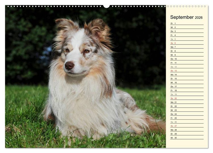 Produktbild: Border Collie 2026 (hochwertiger Premium Wandkalender 2026 DIN A2 quer), Kunstdruck in Hochglanz