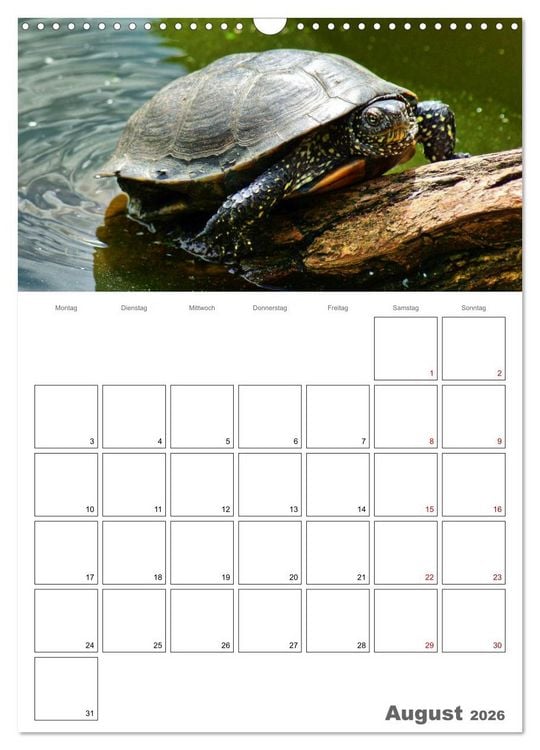 Produktbild: Langsame Schildkr&ouml;ten (Wandkalender 2026 DIN A3 hoch), CALVENDO Monatskalender