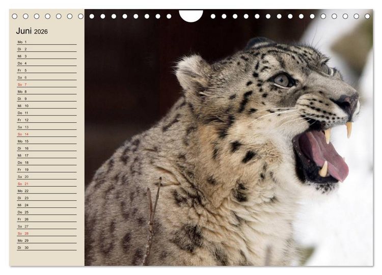 Produktbild: Schneeleoparden. Geschmeidige Gebirgsj&auml;ger (Wandkalender 2026 DIN A4 quer), CALVENDO Monatskalender