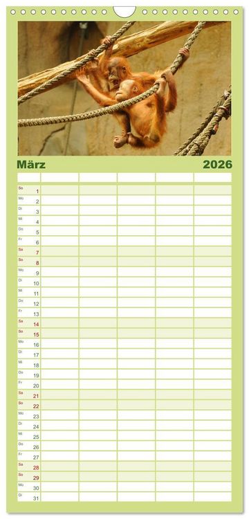 Produktbild: Familienplaner 2026 - Orang-Utans mit 5 Spalten (Wandkalender, 21 x 45 cm) CALVENDO