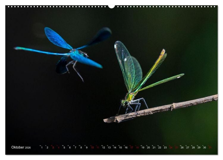 Produktbild: Naturwunder Libellen (Wandkalender 2026 DIN A2 quer), CALVENDO Monatskalender