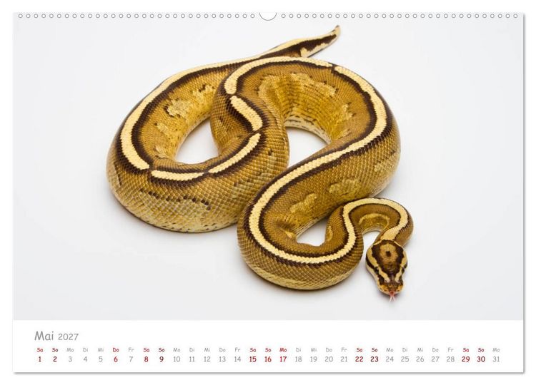 Produktbild: K&ouml;nigspythons - bunte Schlangen (Wandkalender 2027 DIN A2 quer), CALVENDO Monatskalender