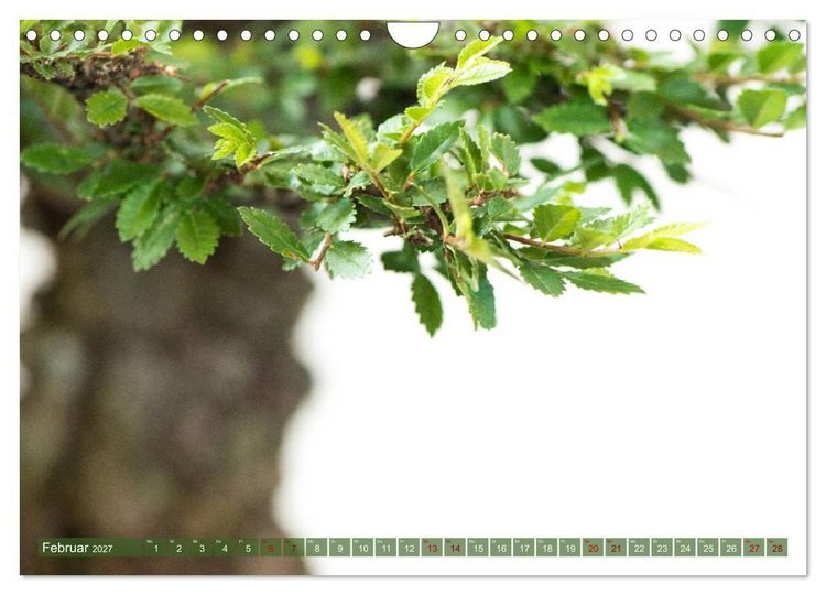 Produktbild: Bonsai ganz nah (Wandkalender 2027 DIN A4 quer), CALVENDO Monatskalender