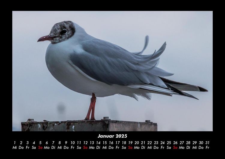 Produktbild: Welt der V&ouml;gel 2025 Fotokalender DIN A3