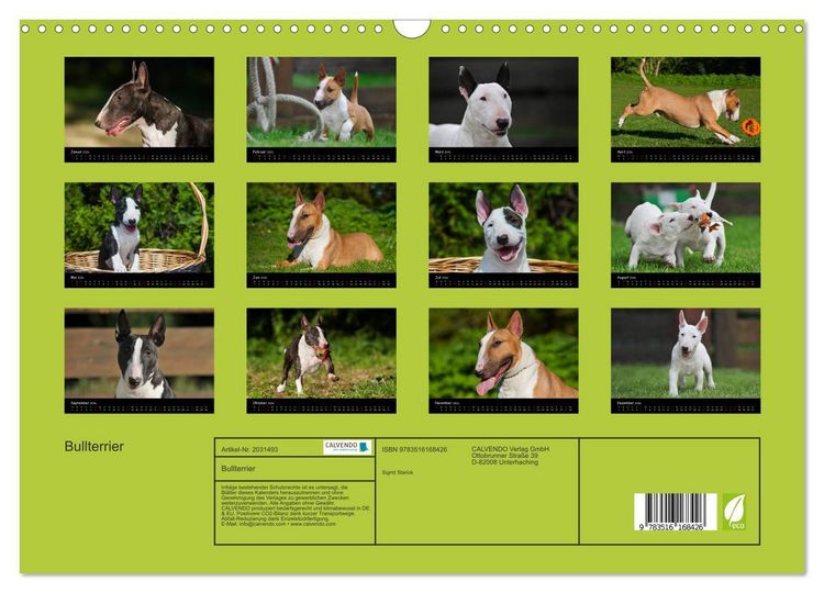 Produktbild: Bullterrier (Wandkalender 2026 DIN A3 quer), CALVENDO Monatskalender