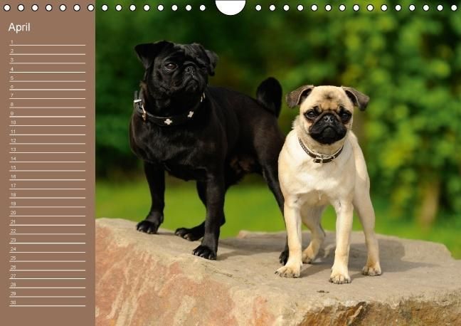 Produktbild: Ein Mops f&uuml;rs Herz (Wandkalender immerw&auml;hrend DIN A4 quer)