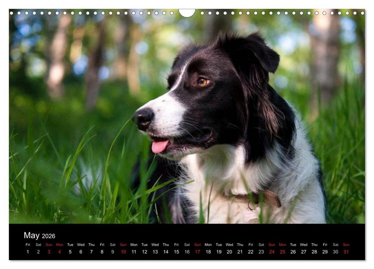 Produktbild: Beauty of a Border Collie (Wall Calendar 2026 DIN A3 landscape), CALVENDO 12 Month Wall Calendar