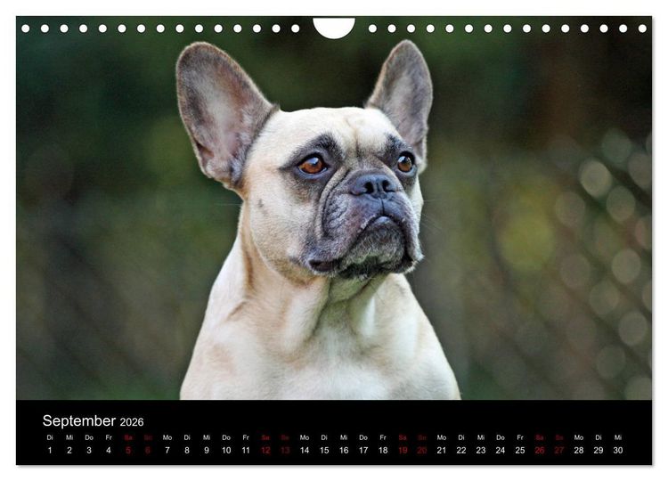 Produktbild: Franz&ouml;sische Bulldoggen - Schutzengel auf 4 Pfoten (Wandkalender 2026 DIN A4 quer), CALVENDO Monatskalender