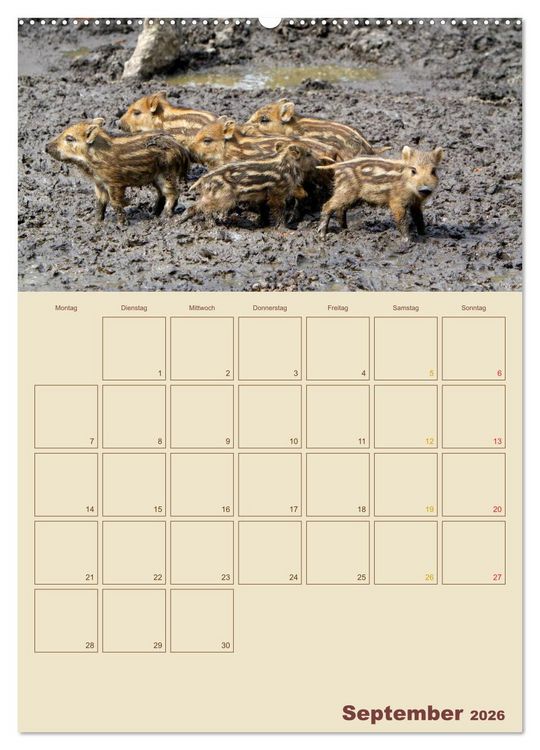 Produktbild: Wildschweine (hochwertiger Premium Wandkalender 2026 DIN A2 hoch), Kunstdruck in Hochglanz
