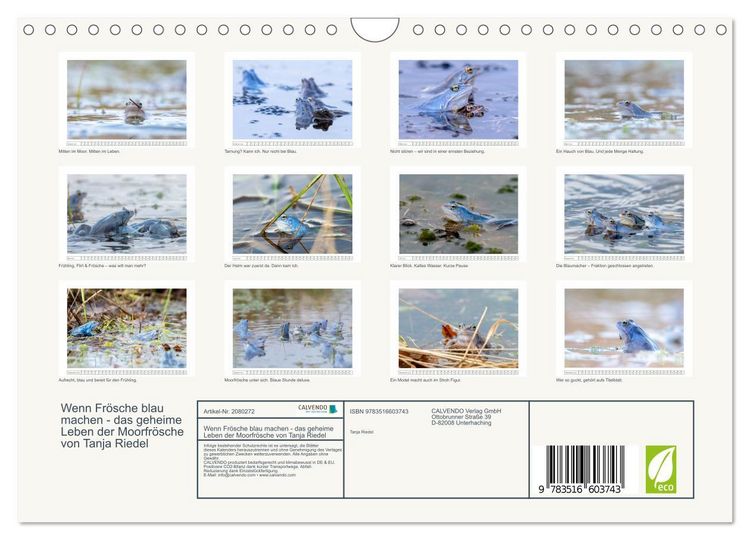 Produktbild: Wenn Fr&ouml;sche blau machen - das geheime Leben der Moorfr&ouml;sche von Tanja Riedel (Wandkalender 2026 DIN A4 quer), CALVENDO Monatskalender