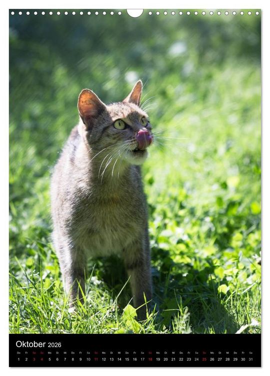 Produktbild: Wildkatzen - scheue J&auml;ger (Wandkalender 2026 DIN A3 hoch), CALVENDO Monatskalender