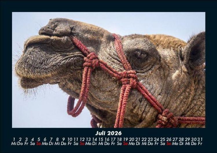 Produktbild: Zoobewohner 2026 Fotokalender DIN A5