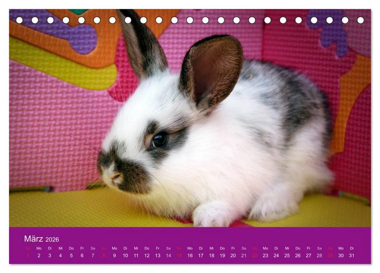 Produktbild: Lustige Kaninchen (Tischkalender 2026 DIN A5 quer), CALVENDO Monatskalender