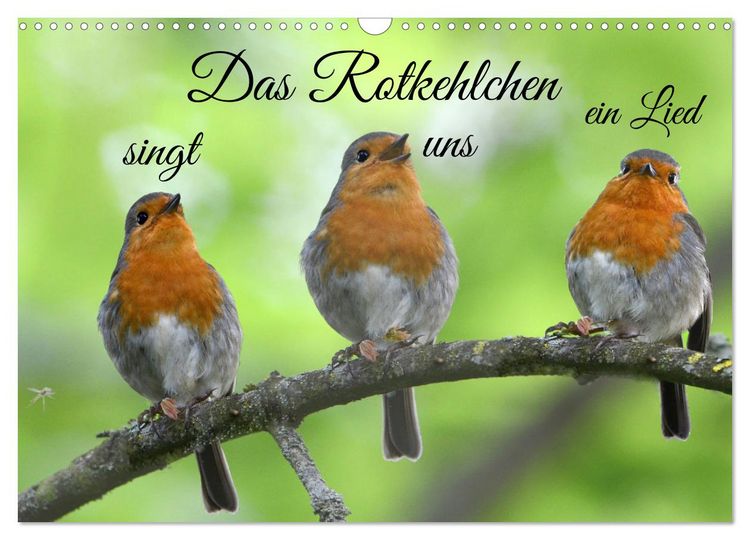 Produktbild: Das Rotkehlchen singt uns ein Lied (Wandkalender 2026 DIN A3 quer), CALVENDO Monatskalender