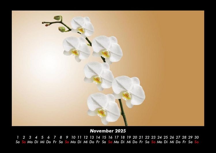 Produktbild: Blumentr&auml;ume 2025 Fotokalender DIN A3