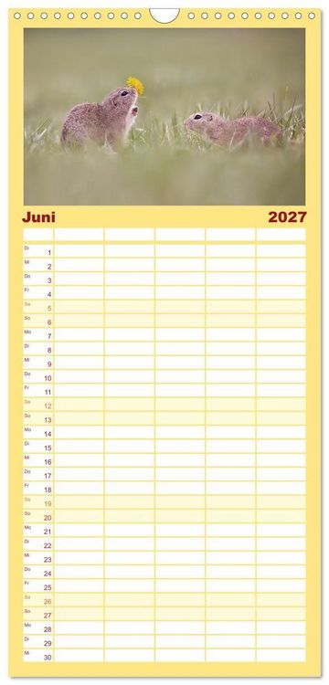 Produktbild: Familienplaner 2027 - Zauberhafte Ziesel mit 5 Spalten (Wandkalender, 21 x 45 cm) CALVENDO
