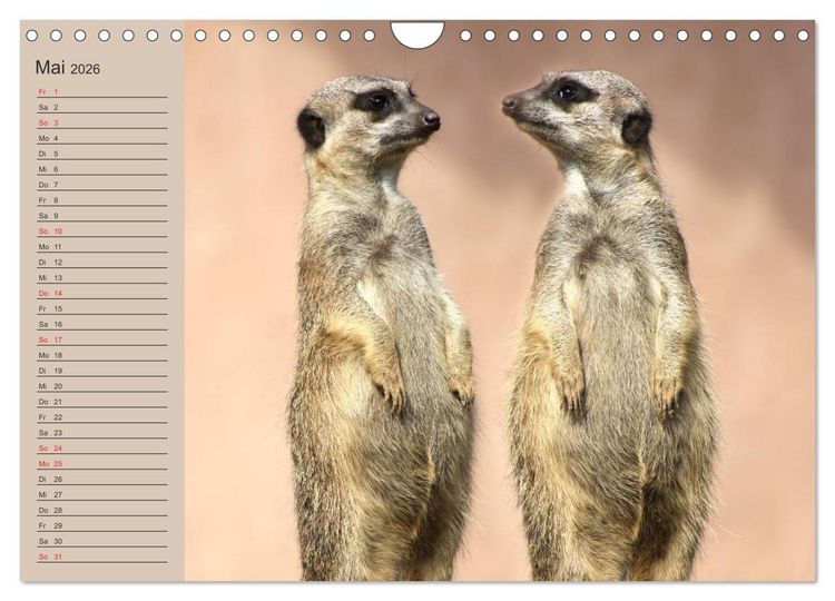 Produktbild: Erdm&auml;nnchen (Wandkalender 2026 DIN A4 quer), CALVENDO Monatskalender