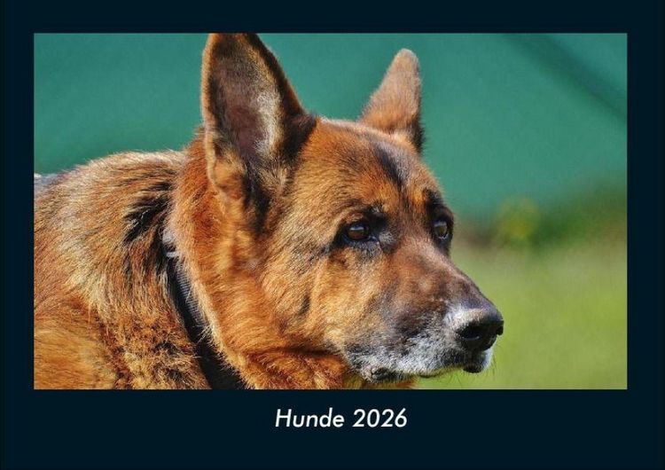Produktbild: Hunde 2026 Fotokalender DIN A4