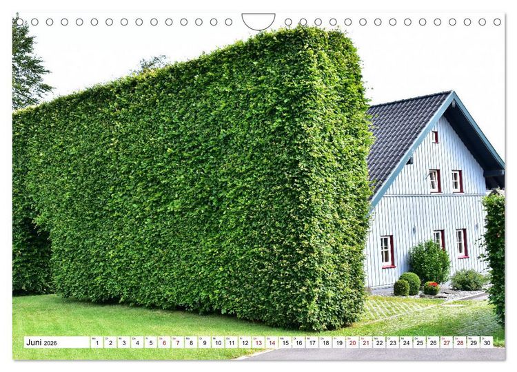 Produktbild: Faszinierende Hecken - Gr&uuml;ne Sch&ouml;nheiten im Monschauer Land (Wandkalender 2026 DIN A4 quer), CALVENDO Monatskalender