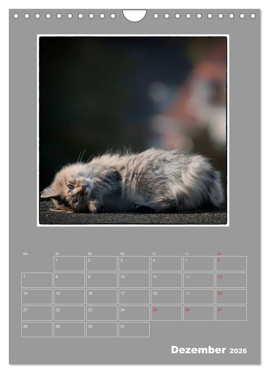 Produktbild: Katzen Blues / Planer (Wandkalender 2026 DIN A4 hoch), CALVENDO Monatskalender