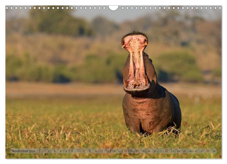 Produktbild: Flusspferde Magie des Augenblicks - Hippos in Afrika (Wandkalender 2026 DIN A3 quer), CALVENDO Monatskalender