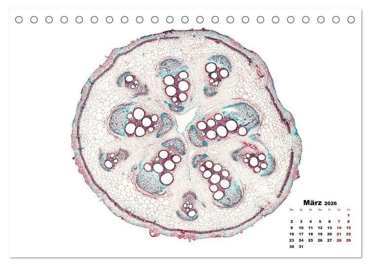 Produktbild: Pflanzen unter dem Mikroskop (Tischkalender 2026 DIN A5 quer), CALVENDO Monatskalender