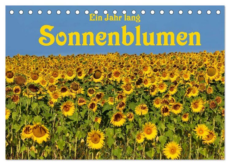 Produktbild: Ein Jahr lang Sonnenblumen (Tischkalender 2026 DIN A5 quer), CALVENDO Monatskalender