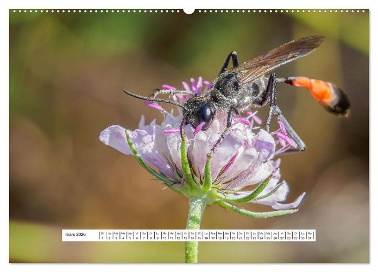 Produktbild: La vie de nos prairies - Les gu&ecirc;pes et les abeilles (Calendrier mural 2026 DIN A2 vertical) calendrier de bureau